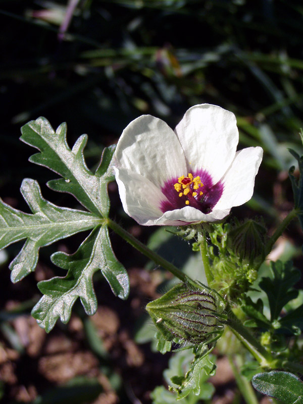 Hibiscus trionum / Ibisco vescicoso